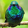 Green Violetear