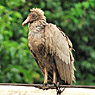 Black Vulture