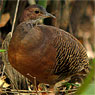 Thicket Tinamou