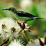 Red-legged Honeycreeper