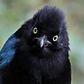 Bushy-crested Jay