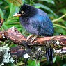 Bushy-crested Jay