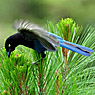 Bushy-crested Jay