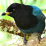 Bushy-crested Jay