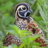 Ocellated Quail