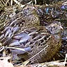 Singing Quail