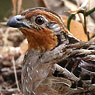 Singing Quail