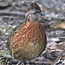 Singing Quail