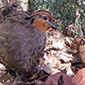 Singing Quail
