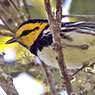 Golden-cheeked Warbler