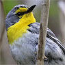 Grace's Warbler