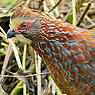 Buffy-crowned Wood-Partridge