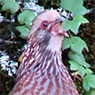 Buff-crowned Wood-Partridge