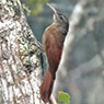 Black-banded Woodcreeper