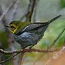 Black-throated Green Warbler