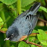 Cinnamon-bellied Flowerpiercer