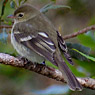 Mountain Elaenia