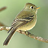 Pine Flycatcher