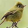 Yellowish Flycatcher