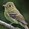 Yellowish Flycatcher