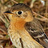 Buff-breasted Flycatcher