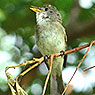 Willow Flycatcher