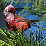 Pink-headed Warbler