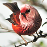 Pink-headed Warbler