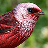 Pink-headed Warbler