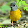 Gray-headed Tanager