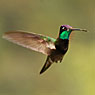 Magnificent Hummingbird