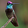 Rivoli's Hummingbird