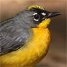 Fan-tailed Warbler