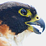 Orange-breasted Falcon