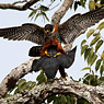 Orange-breasted Falcon