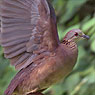 White-faced Quail-Dove