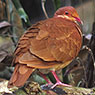 Ruddy Quail-Dove