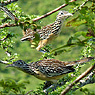 Lesser Roadrunner