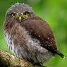 Guatemalan Pygmy-Owl