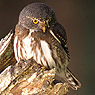 Guatemalan Pygmy-Owl