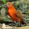 Red-throated Ant-Tanager