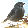 Slaty-Finch