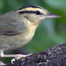 Worm-eating Warbler