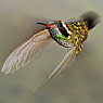 White-eared Hummingbird