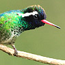 White-eared Hummingbird