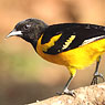 Bar-winged Oriole