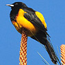 Black-vented Oriole