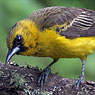 Black-vented Oriole