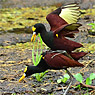 Northern Jacana