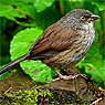 Yellow-eyed Junco